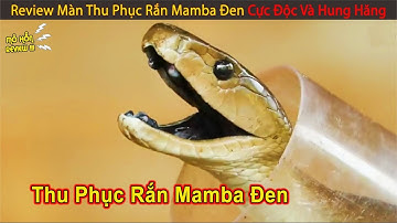 Review Màn Thu Phục Rắn Mamba Đen Kịch Độc | Review Con Người Và Cuộc Sống