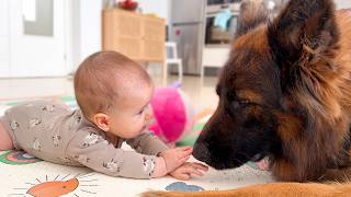 Baby Touches a German Shepherd — Watch Her Reaction