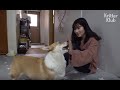 Genius Corgi Dog Predicts Her Owner's Future Behavior (Part 2) | Kritter Klub