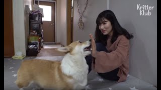 Genius Corgi Dog ทำนายพฤติกรรมของเจ้าของอนาคต (ตอนที่ 2) | Kritter Klub