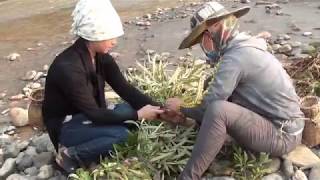 Saib Hlua Nkauj Yawm Ntse Part2