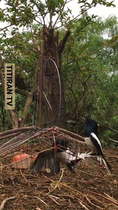 Mikat Burung Kacer tarung kicau suara asli hutan