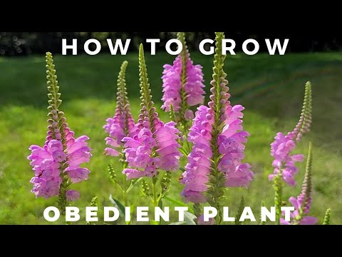 Video: Gehoorzame planteninfo - Tips voor het kweken van gehoorzame planten