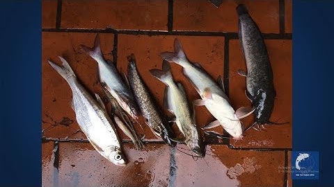 Câu cá sông Hồng | CÁ THIỂU còn to hơn CÁ NHEO!