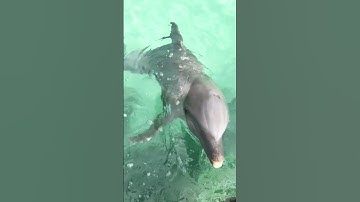 Cá Heo Ngoài Biển Khơi Sẽ Ra Sao? #caheo #dolphin #shortsviral #shorts #shortsvideo #nhacthieunhi