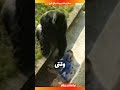 این بچه تو قفس گوریل ها افتاد 