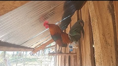 Tu qaib dib no  qua seb pua muaj neeg nyiam