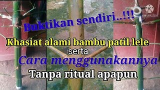 Proven..!! Real catfish patil bamboo has real natural properties