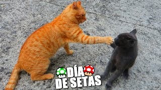 EL DÍA DE LAS SETAS EL DÍA DE LAS SETAS
