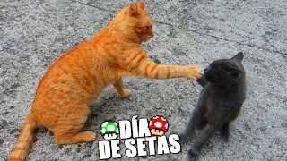 El Día De Las Setas