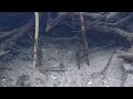 Beaver Trapping an Ultra Clear River (Under Water HD Video)