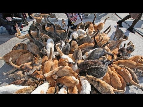 Japan's Cat Island - Incredible!