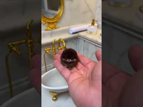 Choose The Perfect Bathtub For Your Pet ? 😅 #shorts #shortvideo