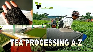 Tea Processing Step || How to CTC Tea Processed || Tea Processing unit Tour