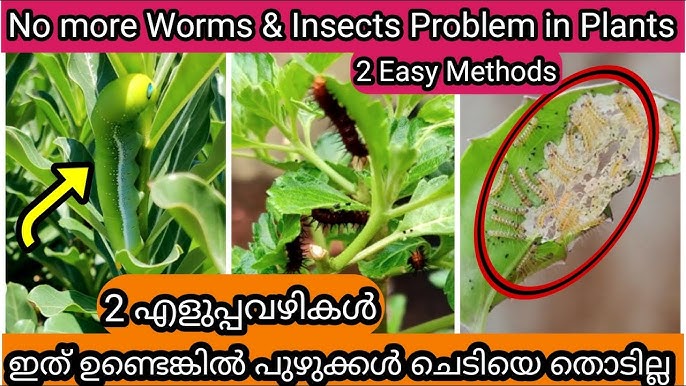 17+ White Worms In Plants