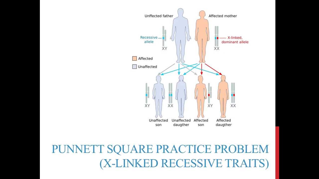 Punnett square practice problems (X-linked recessive) - YouTube