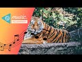 Andrew Applepie - Gitty Cat [No Copyright Music]