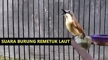 BURUNG REMETUK LAUT ( siur ) NYULING GACOR BUAT MASTERAN