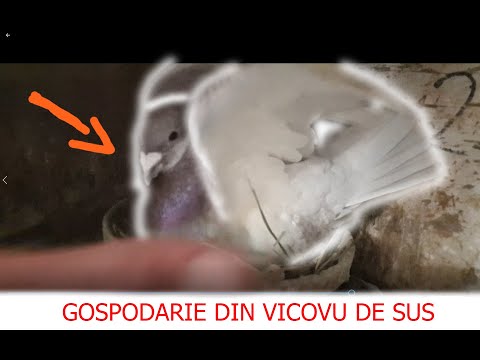 Video: Cum își Depune Ouăle O Pițică