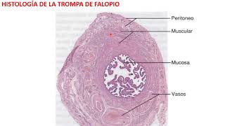 Histología de la Trompa de Falopio