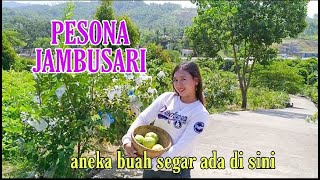 Wisata buah jambusari yang mempesona