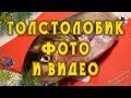 Толстолобик фото и видео от Petr de Cril’on &amp; SonyKpK