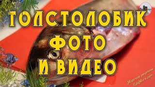Толстолобик фото и видео от Petr de Cril’on & SonyKpK Толстолобик фото и видео от Petr de Cril’on & SonyKpK