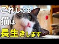 飼い方次第で寿命が伸びる！？猫を長生きさせる８つの方法【保護猫】