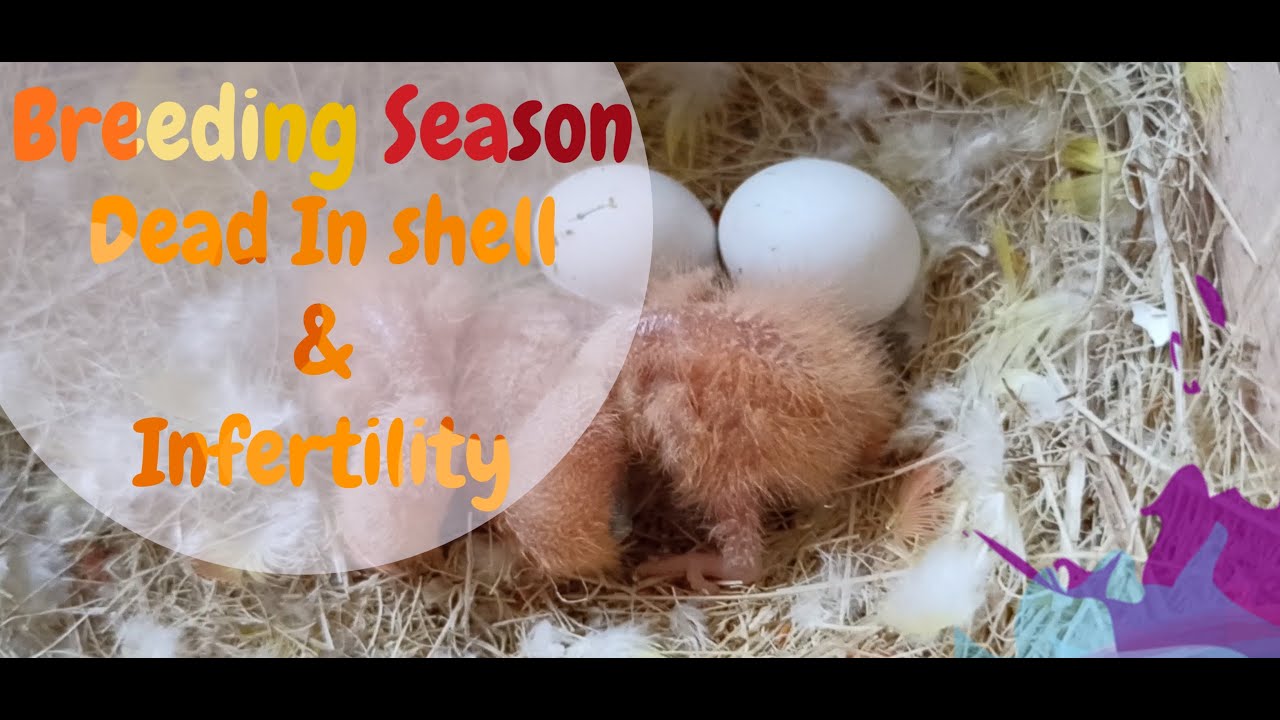 Breeding season Infertile and Dead in shell Issue | Birds breeding problem |  Birds Galaxy |