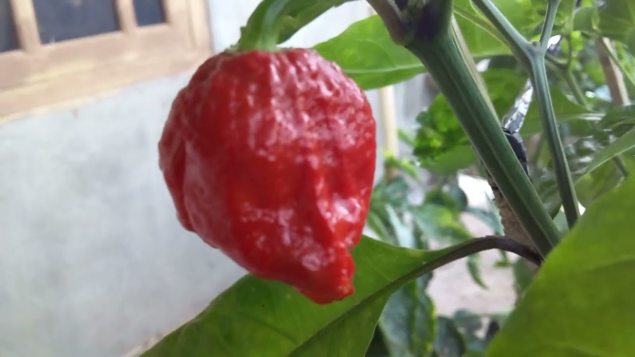 Cabe Carolina reaper pepper berbuah cukup banyak di polybag