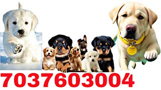 #labradorretriever #blacklabrador pet shop najibabad moradabad rampur Lucknow dehradun pet shop Agra