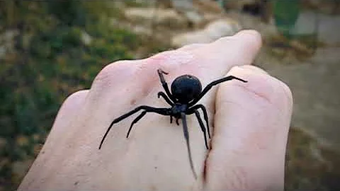 10 Самых Опасных Пауков в Мире