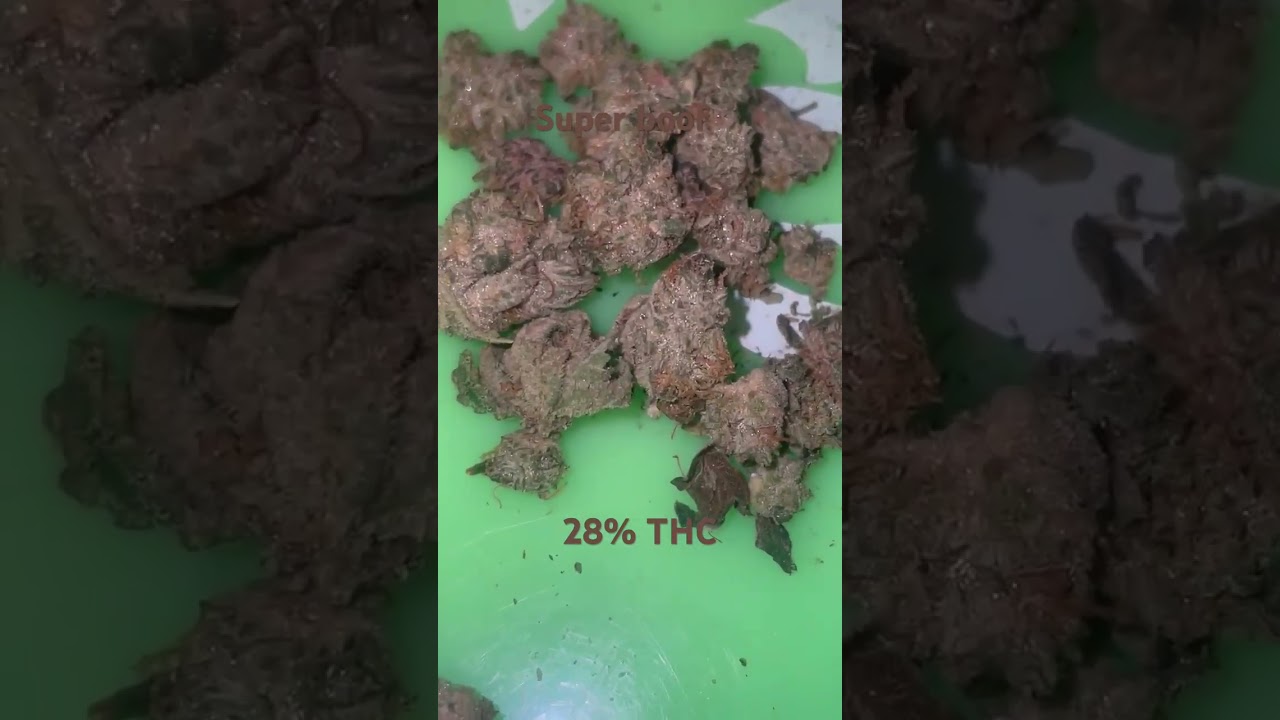 Super Boof Leafly Strain Of The Year 2024 