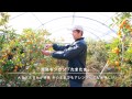 アレンジ自在！ ビタミンたっぷりの天然サプリ・完熟キンカン「たまたま」