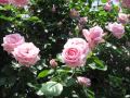 日本花図鑑　Japanese flower guide