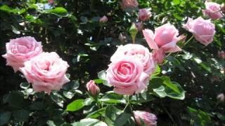 日本花図鑑　Japanese flower guide