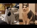 Try not to laugh  new funny cats and dog   just cats part 23