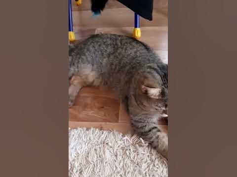 Моя лапочка... - YouTube