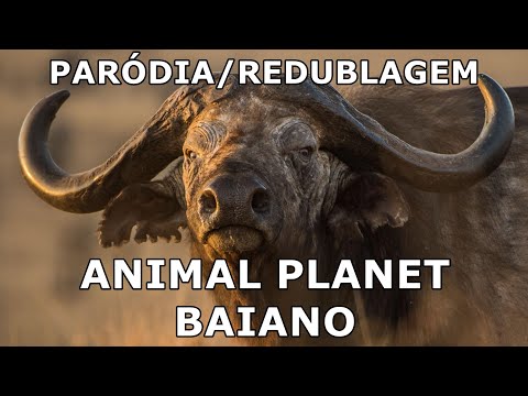 E SE ANIMAL PLANET FOSSE NA BAHIA? - Paródia/Redublagem (Repost)