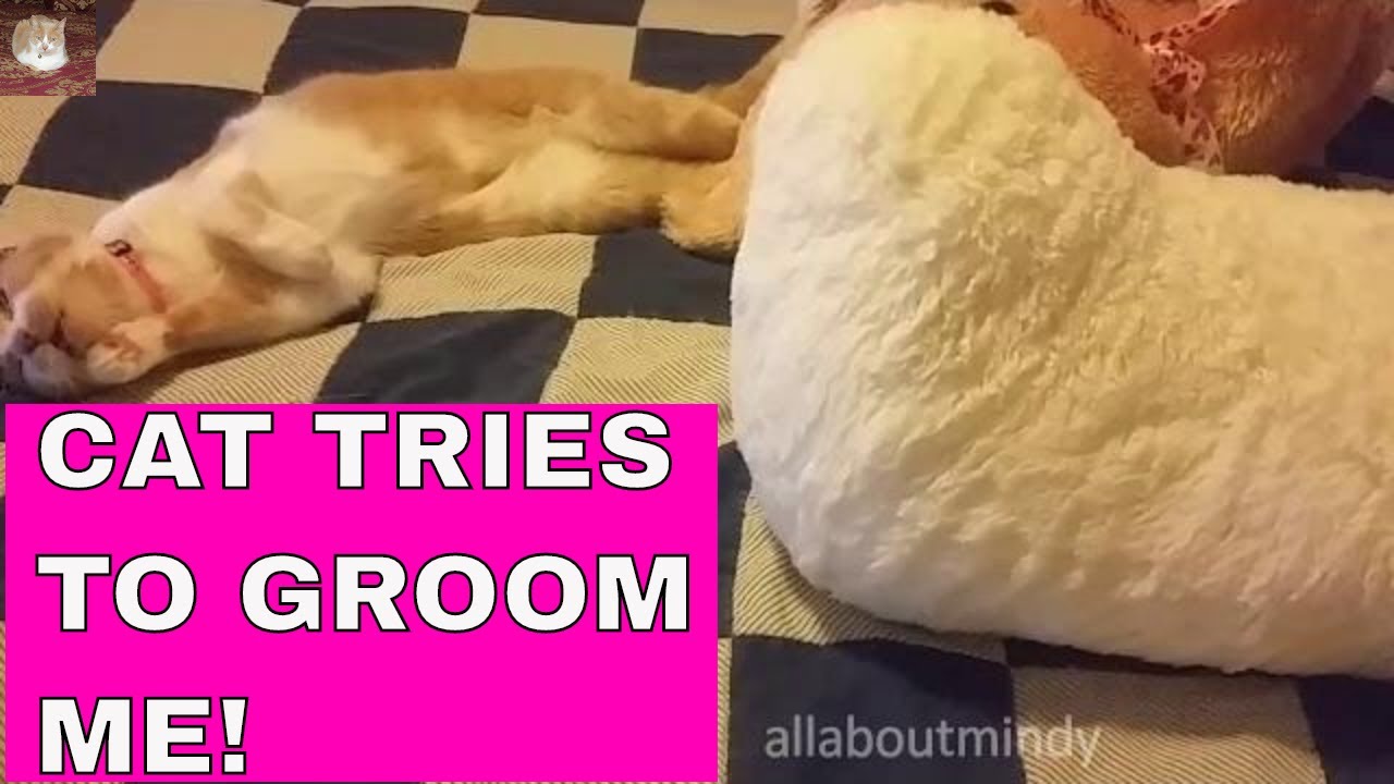 Cat Tries to Groom Me2018 YouTube