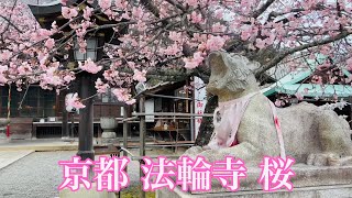 掛け軸 嵐山春三景 掛け軸 嵐山春三景