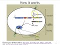 Launen   CRISPR Cas in Nature and it