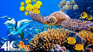 3 HOURS of 4K Underwater Wonders + Relaxing Music - Coral Reefs & Colorful Sea Life in UHD