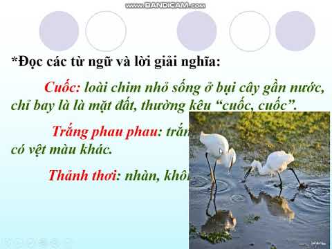 Tiếng Việt lớp 2 bài: Cò và Cuốc (Tuần 22)