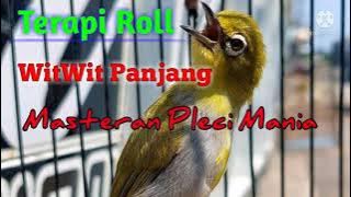 pancingan pleci | masteran terapi pleci wit wit ampuh | cepet ngunci
