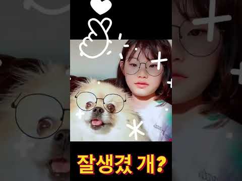 <strong>패션안경</strong> 써 봤어요 귀여운 강아지 뽀뽀와 라임의 일상 | 라임튜브 LimeTube