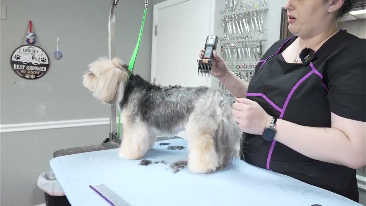 Yorkie Poo Dog Grooming Tip Clipping in Reverse YouTube
