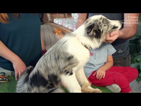 Wideo: Najlepsze ćwiczenie na rasę twojego psa