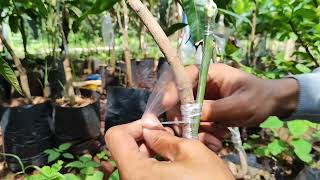 How do I choose the right scion and rootstock for mango grafting?