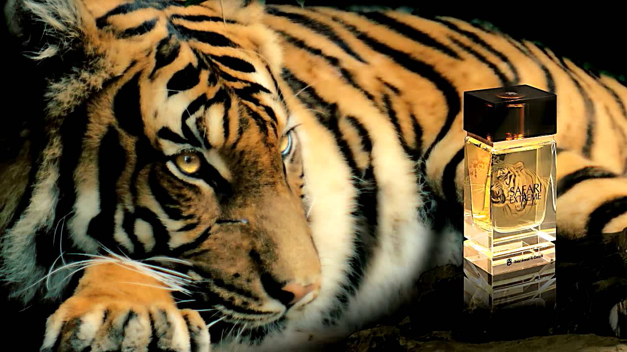 Safari Extreme by Abdul Samad Al Qurashi / عبدالصمد القرشي » Reviews &  Perfume Facts